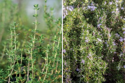 Tomillo (izquierda) y romero (derecha). Dos plantas que, además de sus cualidades terapéuticas, lucen en las huertas y atraen insectos benéficos