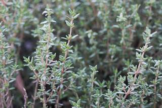 Otoño, momento de cultivar aromáticas