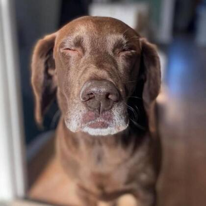 Tommy, el perro, también toma colágeno para ayudar a sus articulaciones.