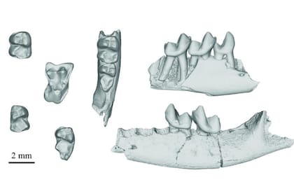 Tomografías computarizadas de alta resolución de una variedad de dientes fosilizados y huesos de la mandíbula de Purgatorius