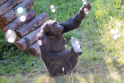 Tomy en el Bioparque de La Plata