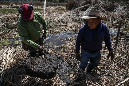 Toneladas de cabello humano están siendo recolectadas para fabricar filtros capaces de absorber aceites.