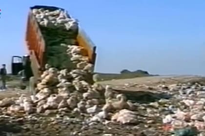 Toneladas de pollos provenientes de Hungría importados por Ricardo Mazzorín fueron arrojados al cinturón ecológico del Ceamse