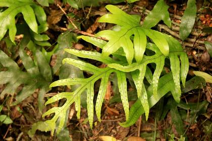 Una de las tantas variedades de helechos que son parte del sendero del bosque en el Tongariro Alpine Crossing.