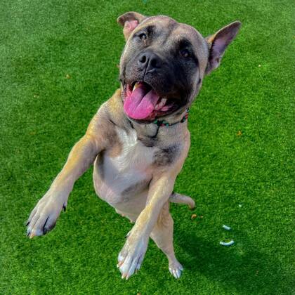 Toni espera una familia que la adopte para siempre.