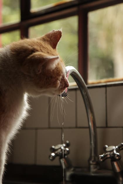 Tonino, un gato tuerto, era su preferido