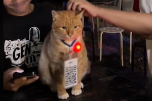 Tony, el gatito viral