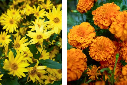 Topinambur y copetes, algunas de las flores de estación que pueden usarse para un ramo de otoño. 
