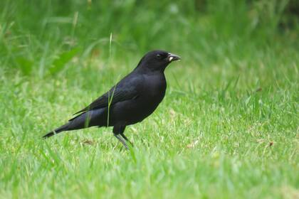 Tordo renegrido, una de las especies de aves que se pueden encontrar en los jardines de nuestro país.