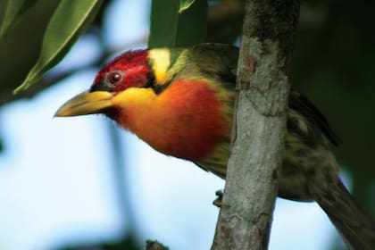 Torito cabecirrojo, muy presente en la selva amazónico.