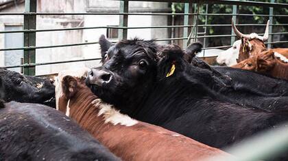Tormenta y el último adiós antes de ser faenada