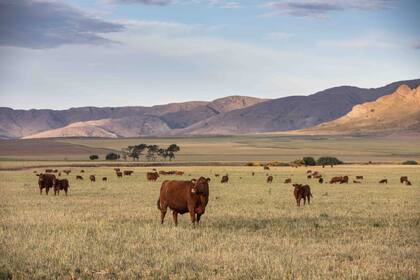 Tornquist es un municipio del sur bonaerense