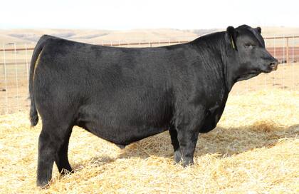 Toro de un año en EE.UU.