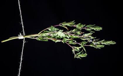 Toronjil. Foto: Jorge Garaiz / El Universal