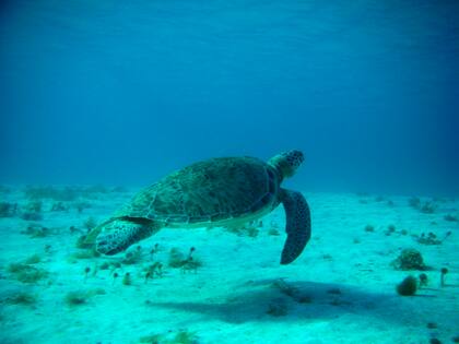 Tortuga verde en la reserva de St Martin.