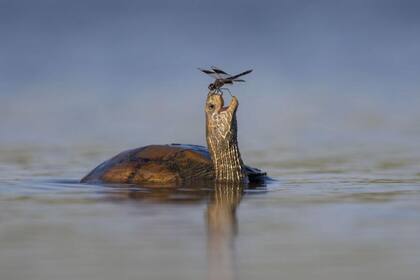 Tortuga con una libélula WILDLIFE PHOTOGRAPHER OF THE YEAR