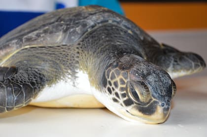 Tortuga marina con obstrucción estomacal por plásticos en la Centro de Rescate de la Fundacion Mundo Marino