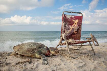 Tortuga marina estrangulada por una red de pesca