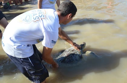 Tortuga reinsertada en San Clemente del Tuyú Gentileza: Fundación Mundo Marino