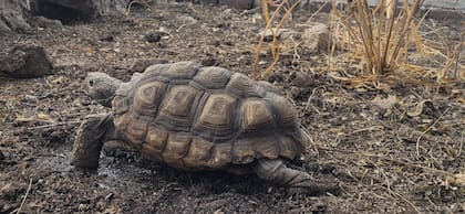 Tortuga terrestre argentina con evidencia de mordidas de perros por cautiverio inapropiado