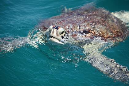 Tortuga verde, en Nordisquí.