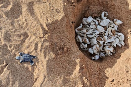 Una tortuga verde sale de su nido en una playa de la Isla de Manda, archipiélago de Lamu, Kenia