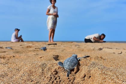 Se puede ver a la tortuga verde junto a focas y albatros, ya que suele pasar algunos períodos en tierra para tomar sol