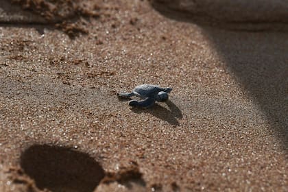 Actualmente la especie se ve amenazada por la construcción de una central eléctrica alimentada por carbón