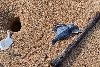 A diferencia de otras tortugas marinas, no sale del agua sólo para poner huevos, sino que también suele tomar sol, por lo que es común verla en algunas playas