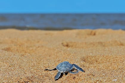 Las hembras suelen ir a poner huevos a las mimas playas donde anidó su madre