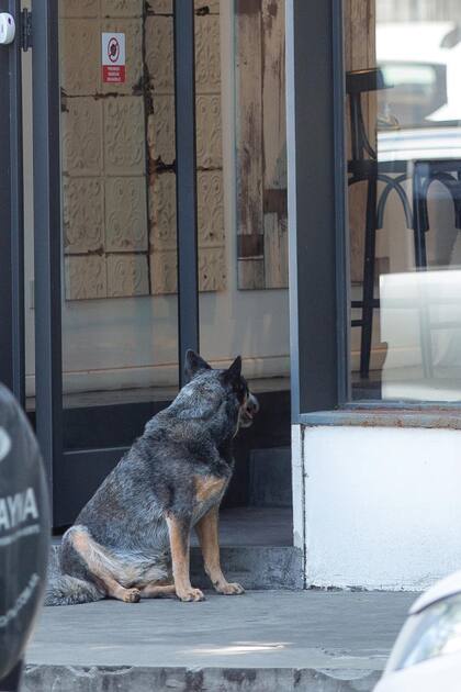 Tota, la perra viajera de
Juana, los esperó en la
puerta del negocio.