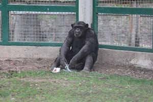 Luego de una larga lucha judicial, el “chimpancé de mirada triste" será trasladado a un santuario