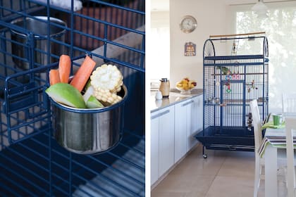 Toto come un alimento especial con variedad de semillas. También come frutas y verduras crudas, exceptuando el perejil, que les hace mal a los loros en general. Es importantísimo que nunca le falte agua fresca.