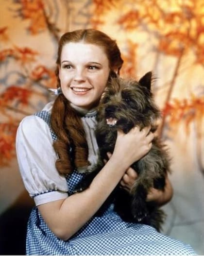 Toto se convirtió en la compañía ideal de Dorothy durante el film