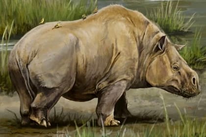 El Toxodon es una especie de gran tamaño, con unos 3.5 metros de largo y 1.60 de alto, y aspecto y forma de vida similares a los hipopótamos
