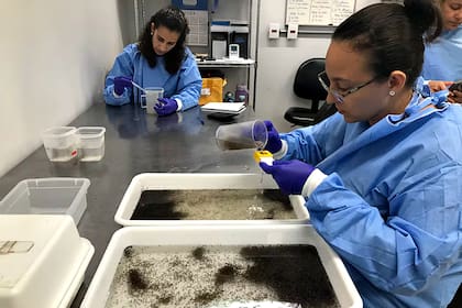 Trabajadoras del laboratorio del WMP en la fundación Fiocruz hacen recuento de las larvas de mosquito