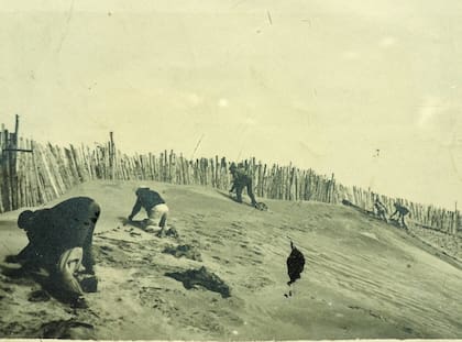 Trabajadores colocan plantines en las dunas