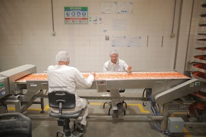 Trabajadores de la planta seleccionan la zanahoria deshidratada con colores intensos