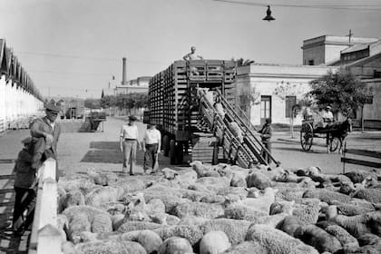 Trabajadores descargando ovejas en Mataderos.