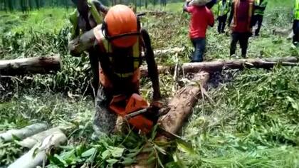 Trabajadores forestales en Mozambique talando árboles jóvenes en una plantación de eucalipto