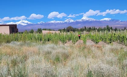 "Trabajamos con corredores biológicos rodeando las viñas y con coberturas vegetales espontáneas dentro de las hileras", contó Andrés Biscaisaque sobre las formas de producir en Finca Los Dragones, en el Valle de Calingasta
