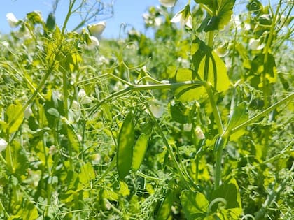 Trabajan con un esquema asociativo con más de 60 productores en varias provincias