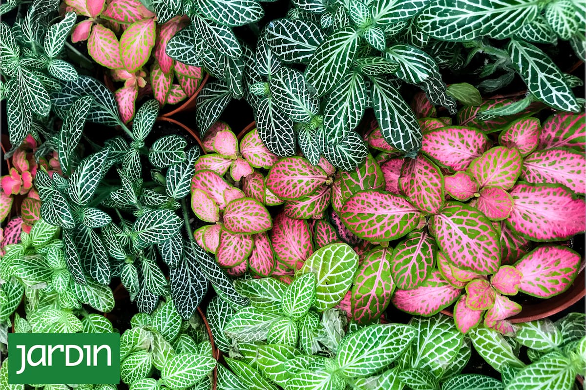 Como projetar jardins interessantes sem depender de flores