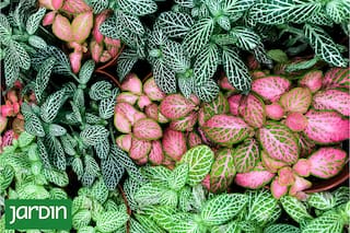 Cómo diseñar jardines interesantes sin depender de las flores