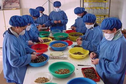 Trabajo a mano con la nuez pecán.