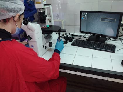 Trabajo en el laboratorio del Área de Investigación del Roffo