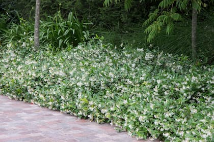 Trachelospermum jasminoides es el jazmín de quienes prefieren la constancia al desborde y valoran tanto el orden visual como la armonía general del jardín