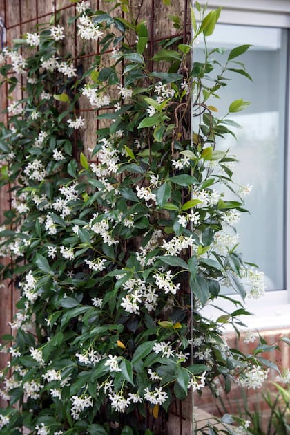 Trachelospermum jasminoides, flores blancas con perfume embriagador y un crecimiento ordenado si se guía bien