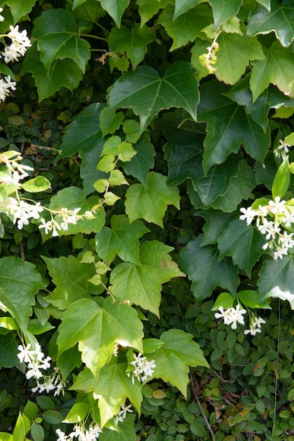 Trachelospermum jasminoides (flores) y Parthenocissus tricuspidata de fondo, con Ficus pumila (pared)