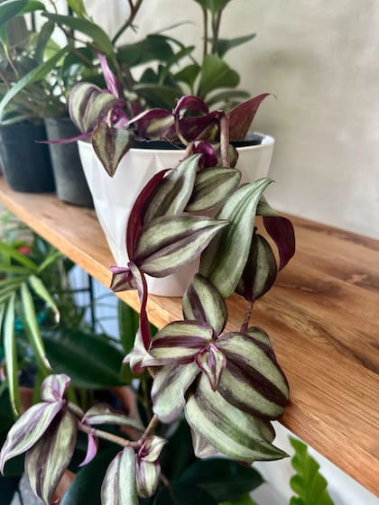 Tradescantia Zebrina